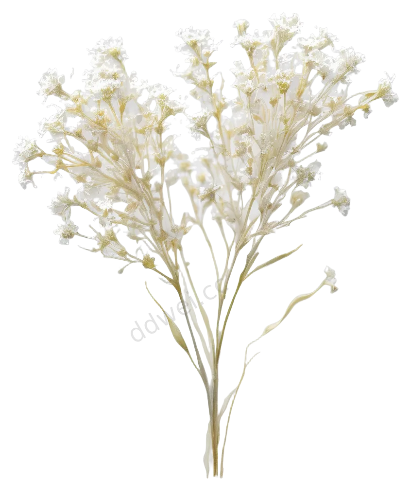 梦幻水彩纯白满天星干花素材