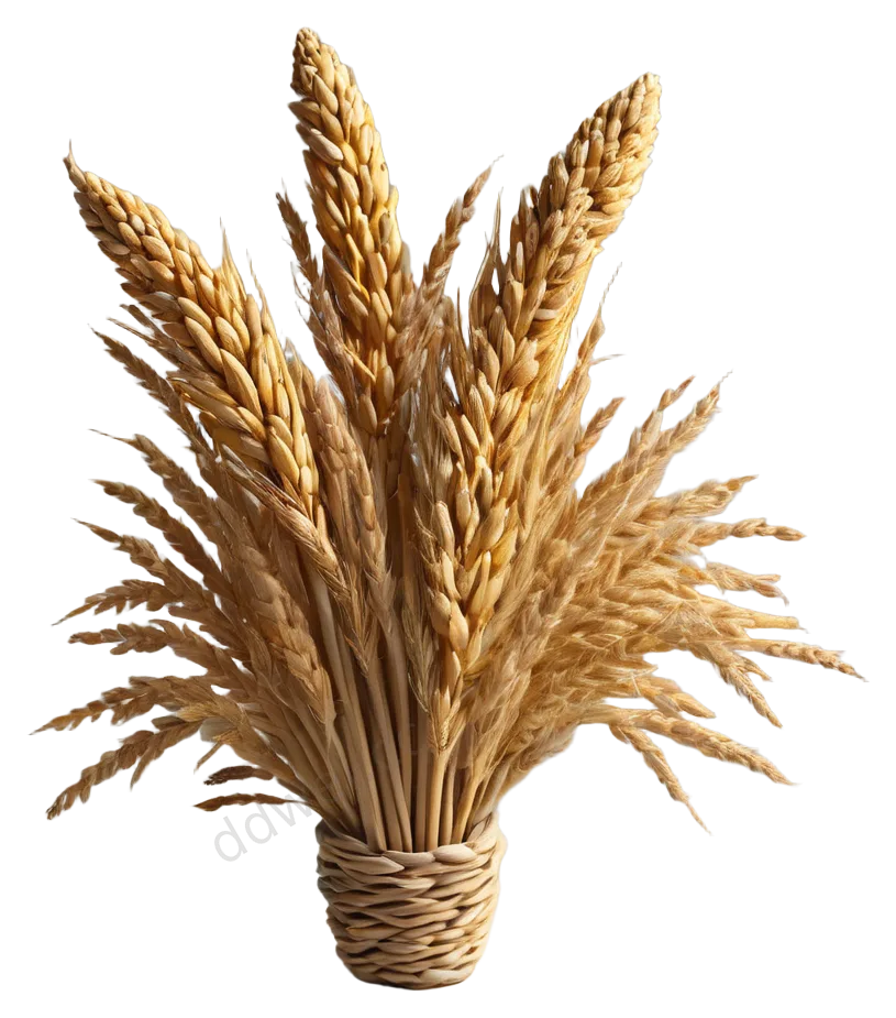 金黄干小麦穗3D黏土丰收素材