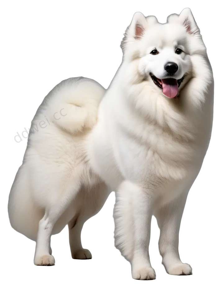 珍珠白萨摩耶站姿透明PNG