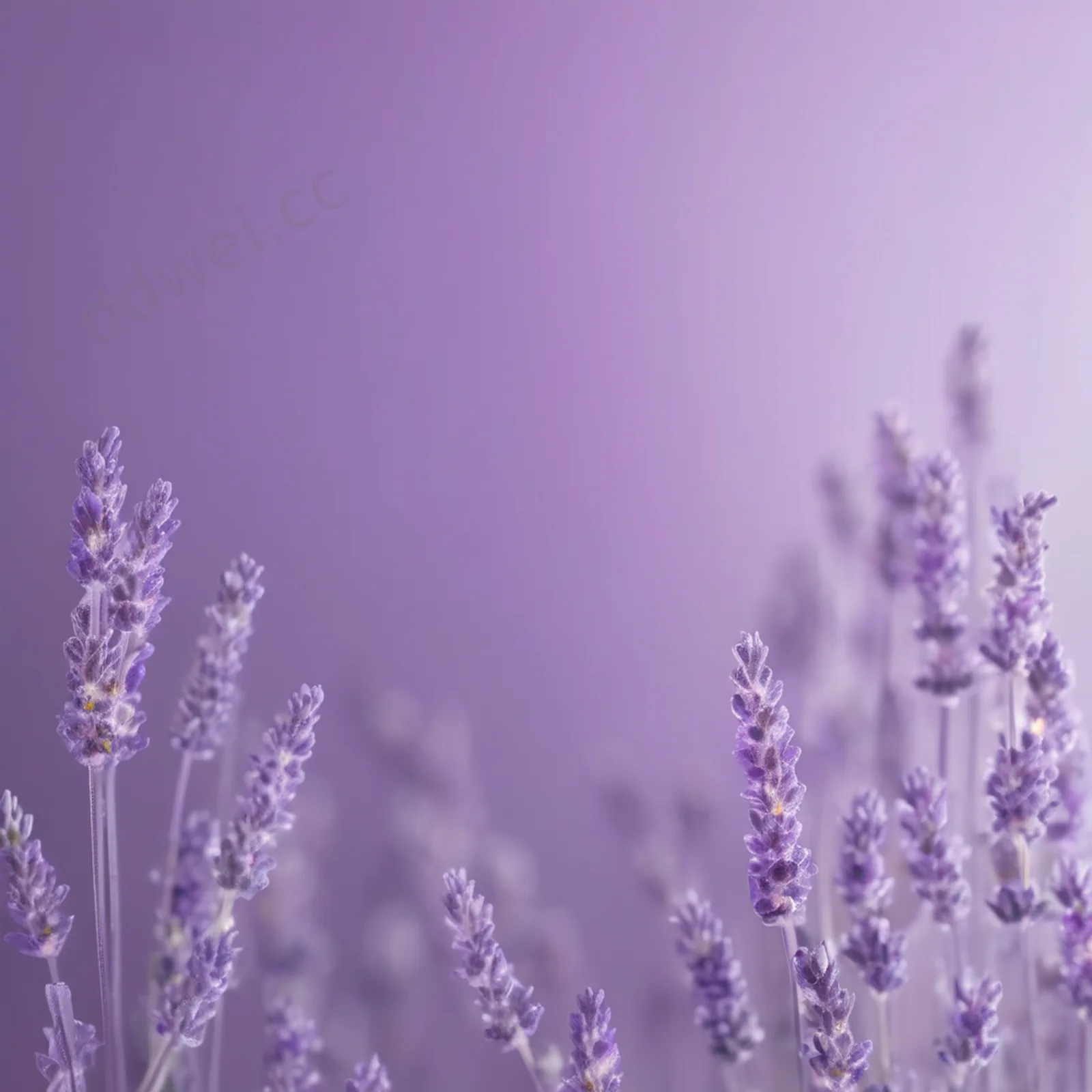Lavender Frosted Glass Minimalist Blurred Background