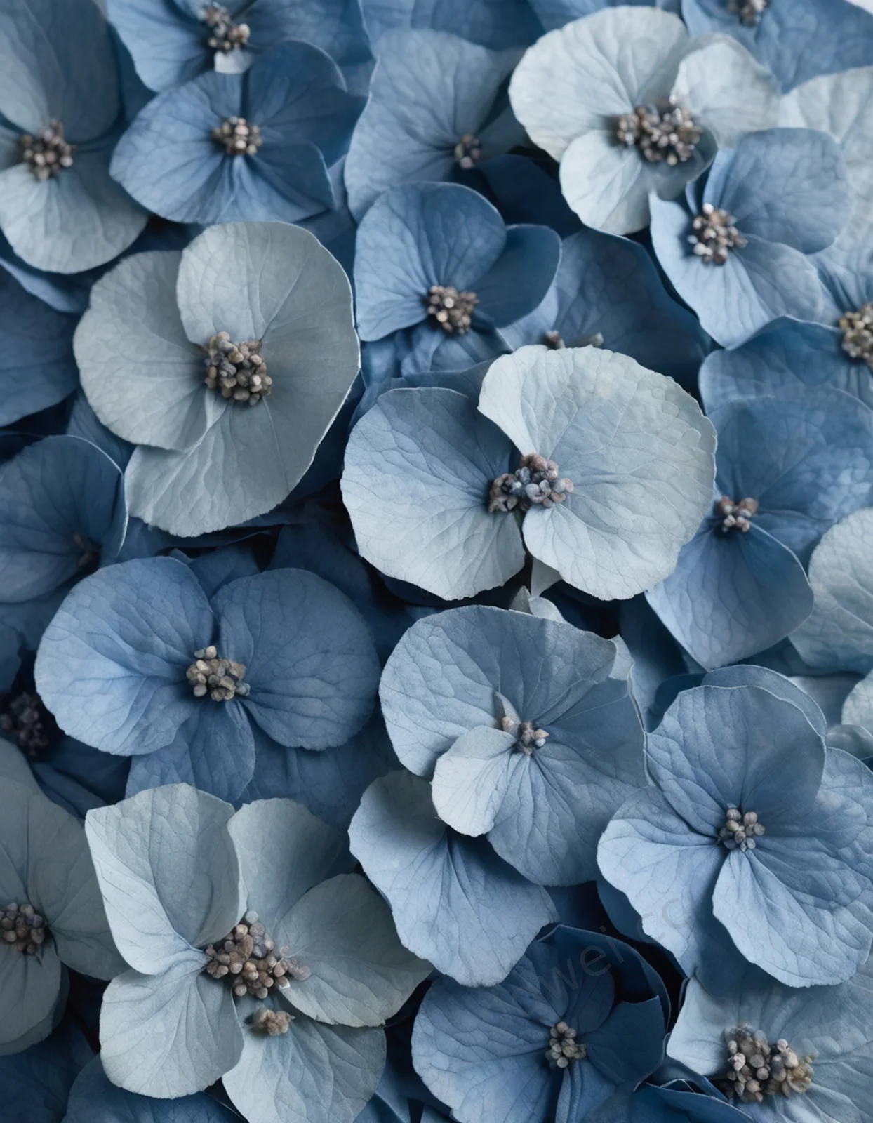 Dusty Blue Dried Hydrangea Flowers Silk Greeting Card Background