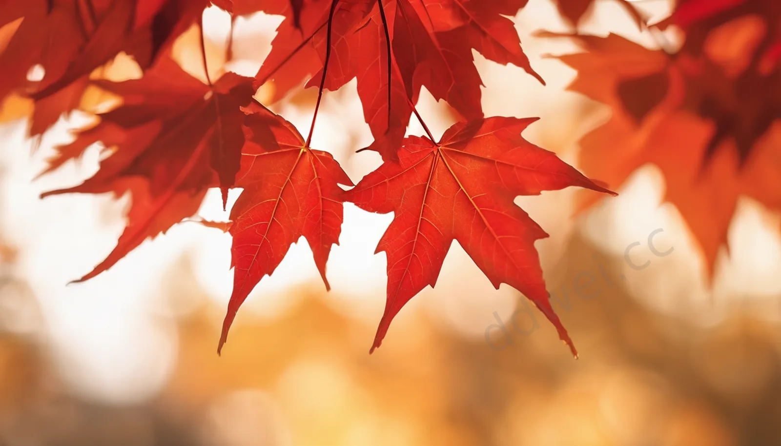 Warm Orange Autumn Red Maple Blurred Photography Background